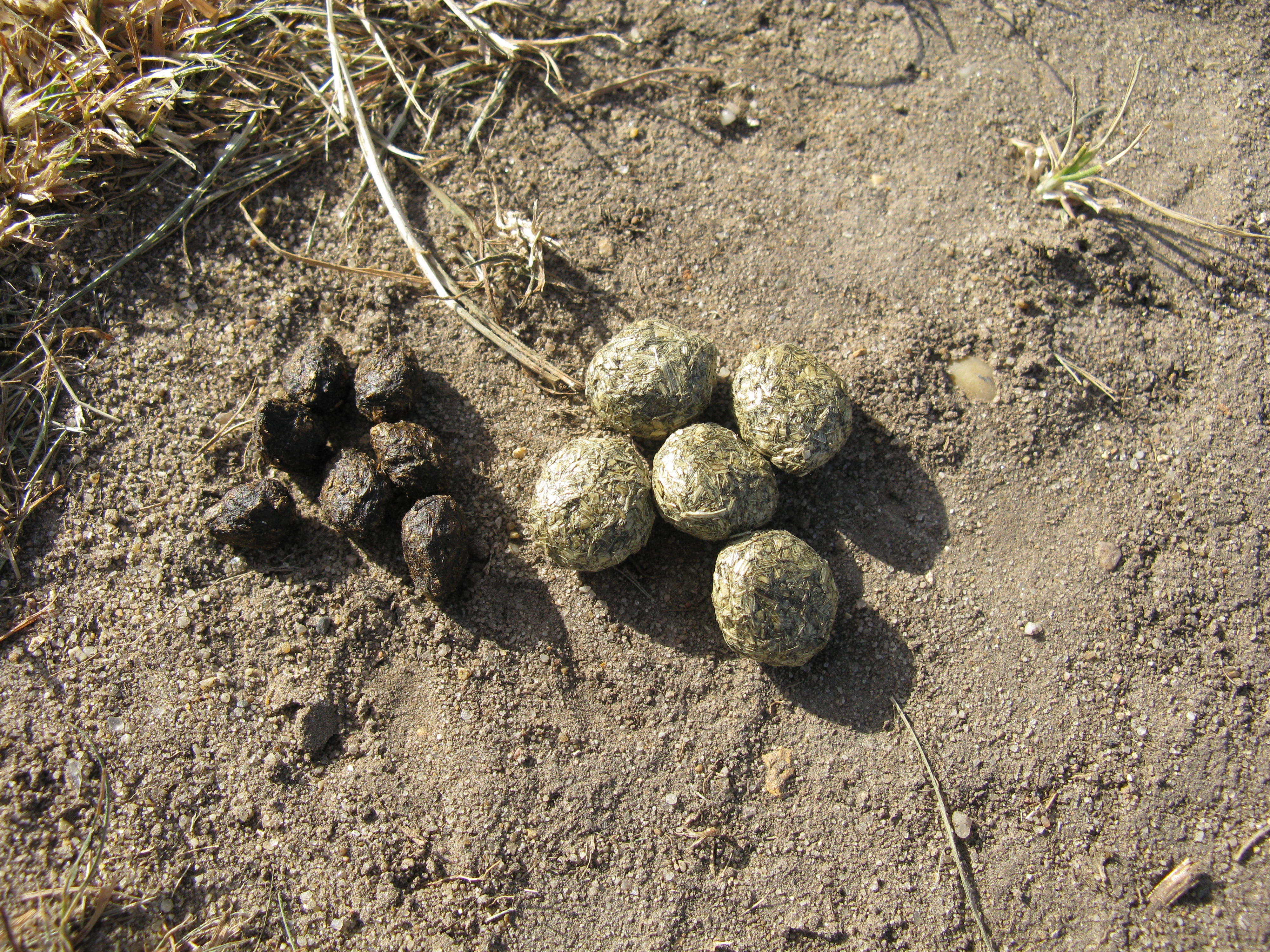 Poop Identification Chart What Do Droppings Look Like